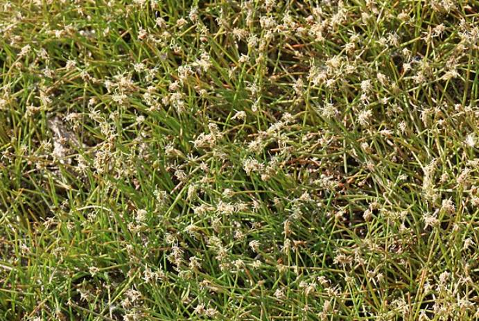 ilustrasi dwarf hairgrass (commons.wikimedia.org/Andrey Zharkikh)
