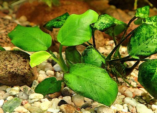 ilustrasi anubias (commons.wikimedia.org/Krzysztof Ziarnek, Kenraiz)