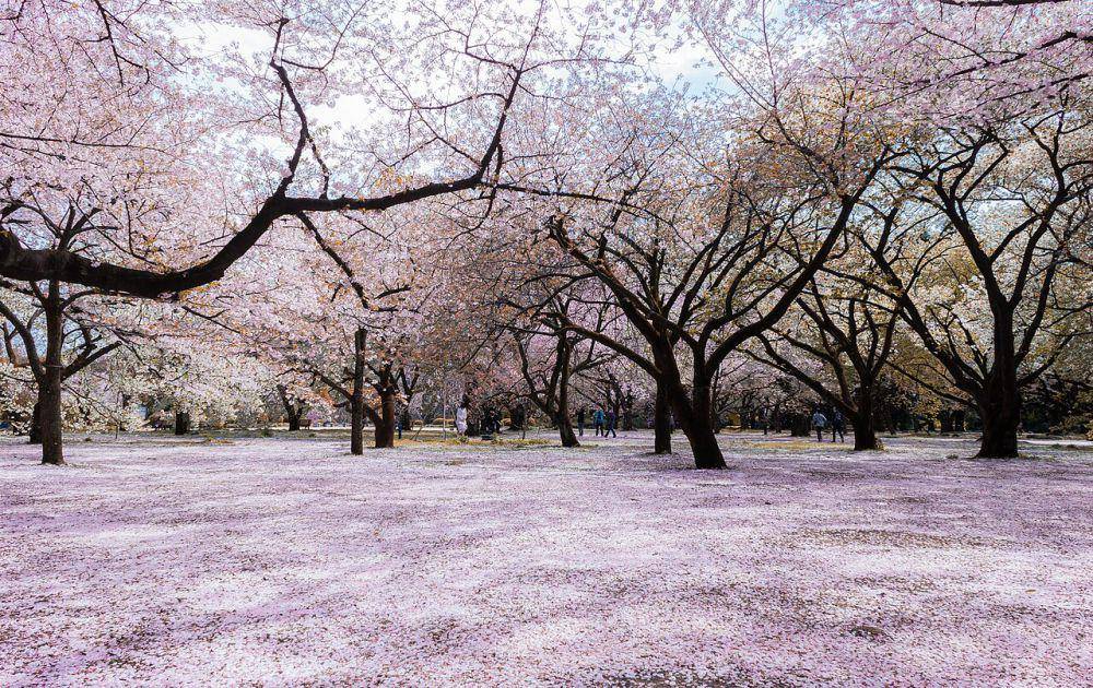 Shinjuku Gyoen (commons.wikimedia.org/Kakidai)