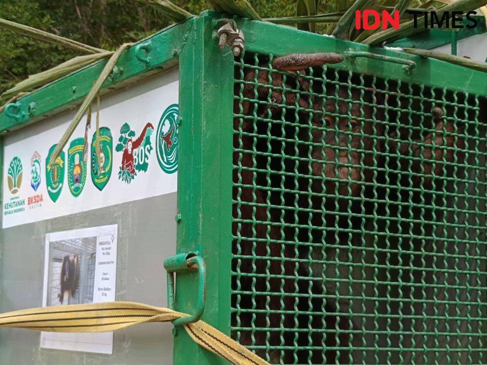 Salah satu individu Orangutan yang akan dilepasliarkan di Hutan Kehje Sewen, Wahau, Kutai Timur. Pada Selasa (22/4/2025), BOSF Samboja melepasliarkan 6 indivdidu Orangutan. (IDN Times/Erik Alfian)