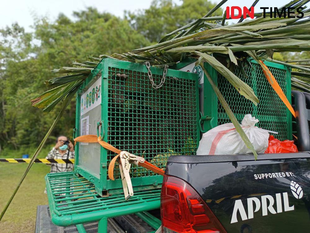 Sebanyak enam individu orangutan dilepasliarkan oleh BOSF pada Selasa (22/4/2025). (IDN Times/Erik Alfian)