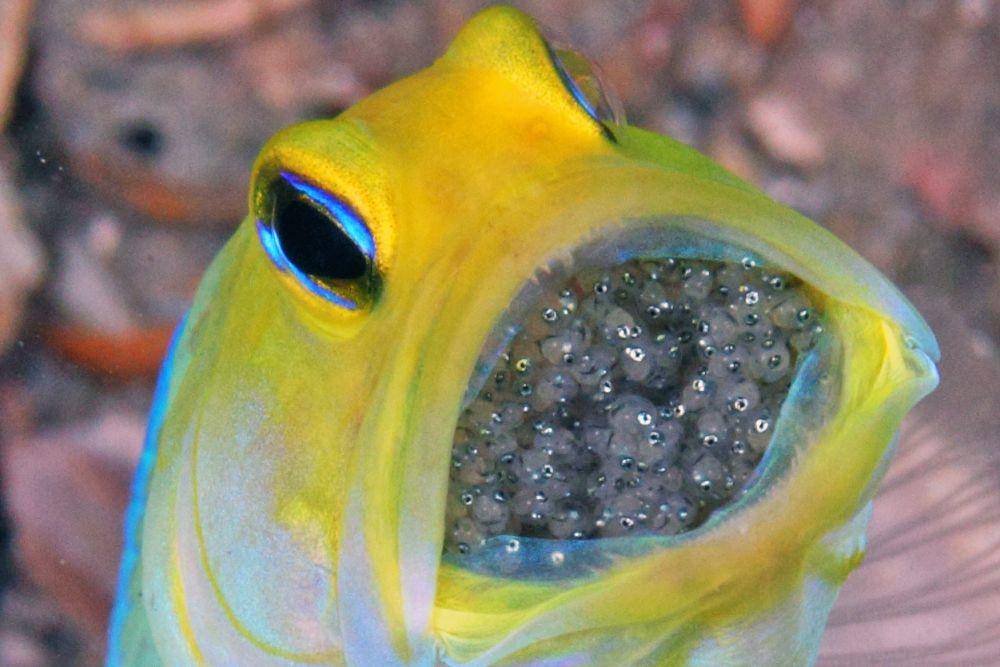 Jawfish jantan yang sedang mengerami telurnya (realmonstrosities.com)