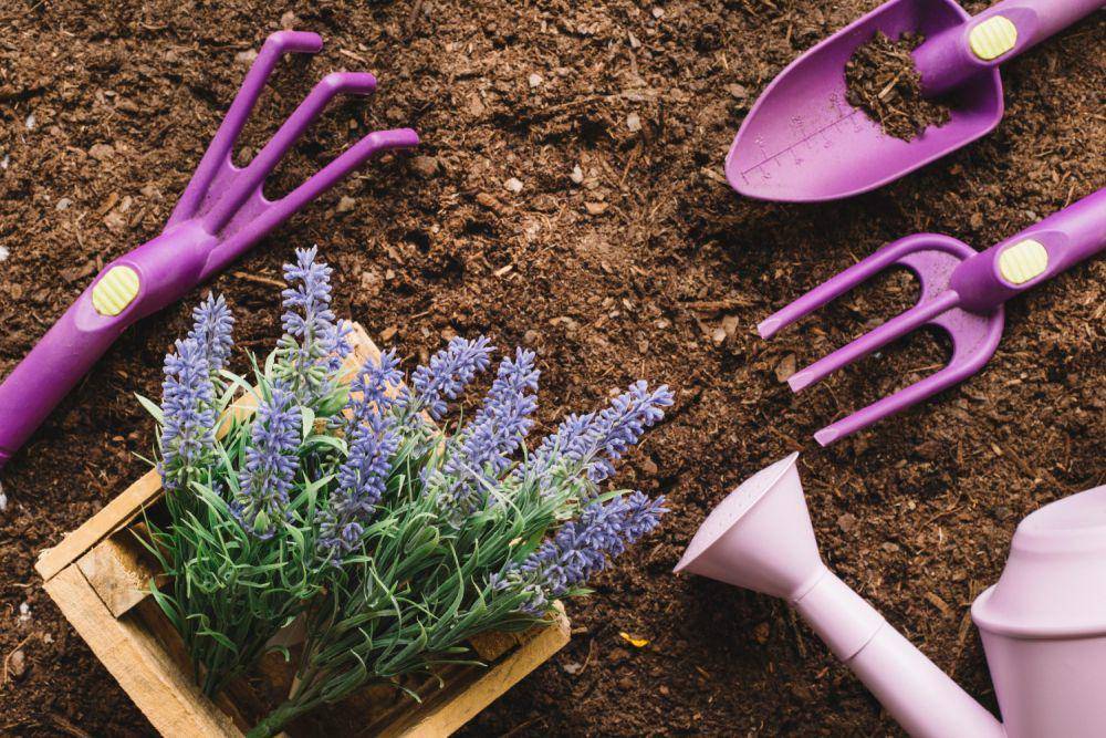 Ilustrasi tanaman lavender (freepik.com/freepik)
