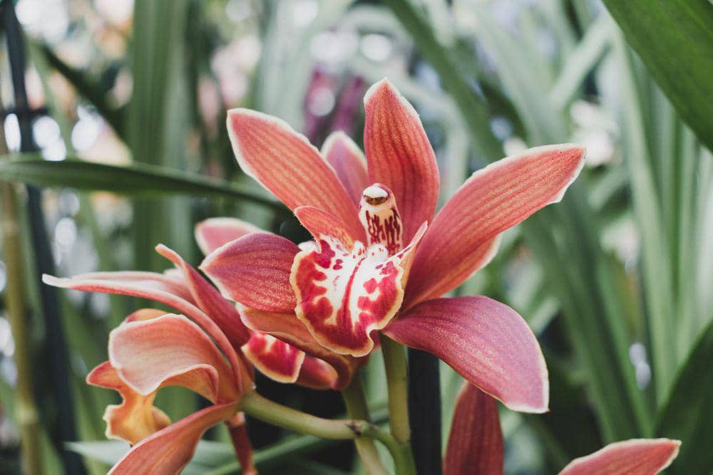 ilustrasi sunset orchid (freepix.comFreepix)