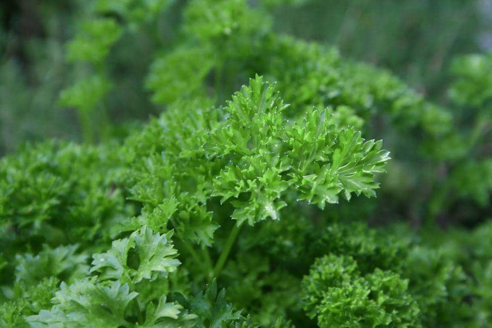 ilustrasi parsley herbs