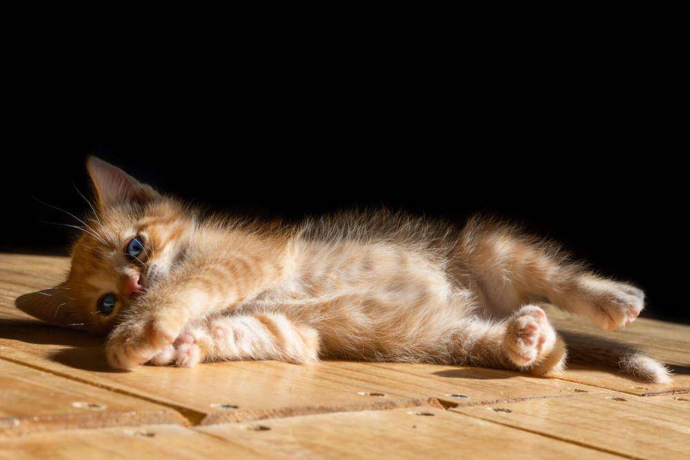 ilustrasi kucing bosan (freepik.com/wirestock)