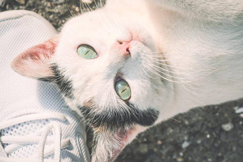 ilustrasi kucing peliharaan (pexels.com/Susanne Jutzeler, suju-foto)