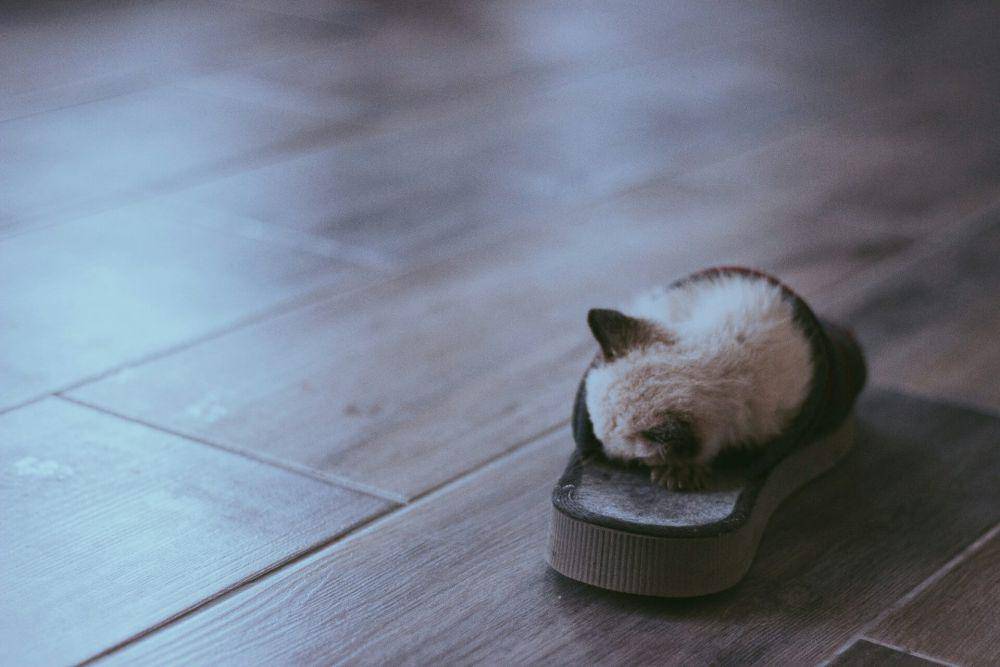 ilustrasi kucing peliharaan (unsplash.com/Lara Crespo)