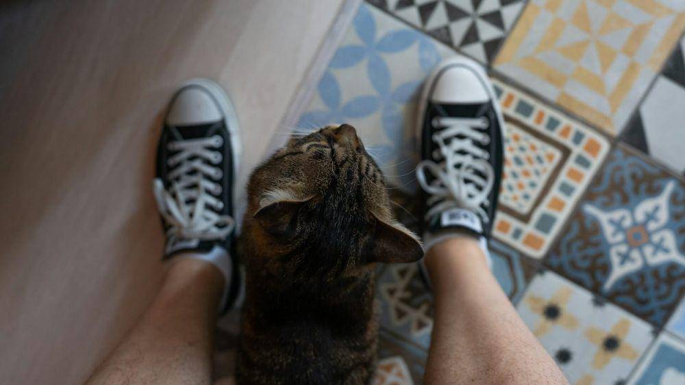 ilustrasi kucing peliharaan (unsplash.com/Eugene Chystiakov)
