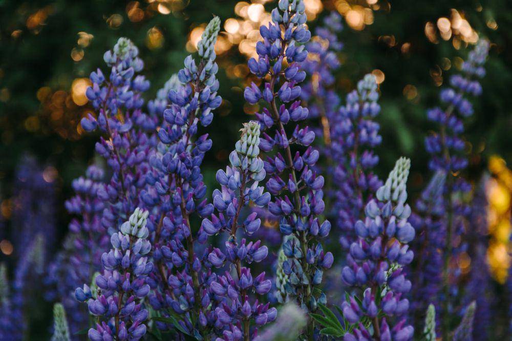ilustrasi tanaman lupine (pexels.com/Irina Iriser)