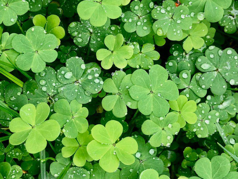 ilustrasi tanaman clover (pexels.com/Sílvia Castro)
