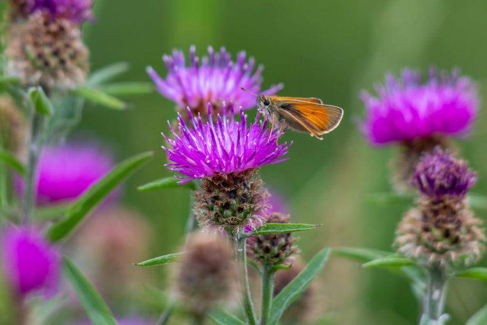 ilustrasi tanaman milk thistle (pexels.com/David Roberts)
