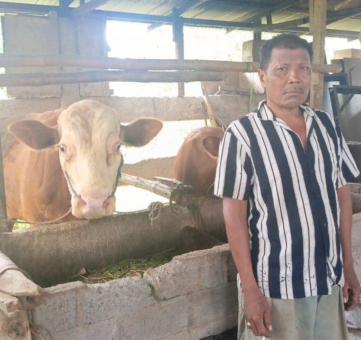 Program KUR Sapi BRI Dongkrak Ekonomi Peternak di Desa Kesik