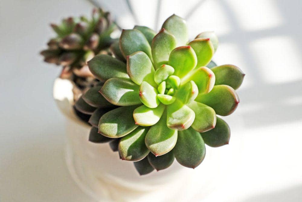 ilustrasi echeveria (pexels.com/Amelia Cui)