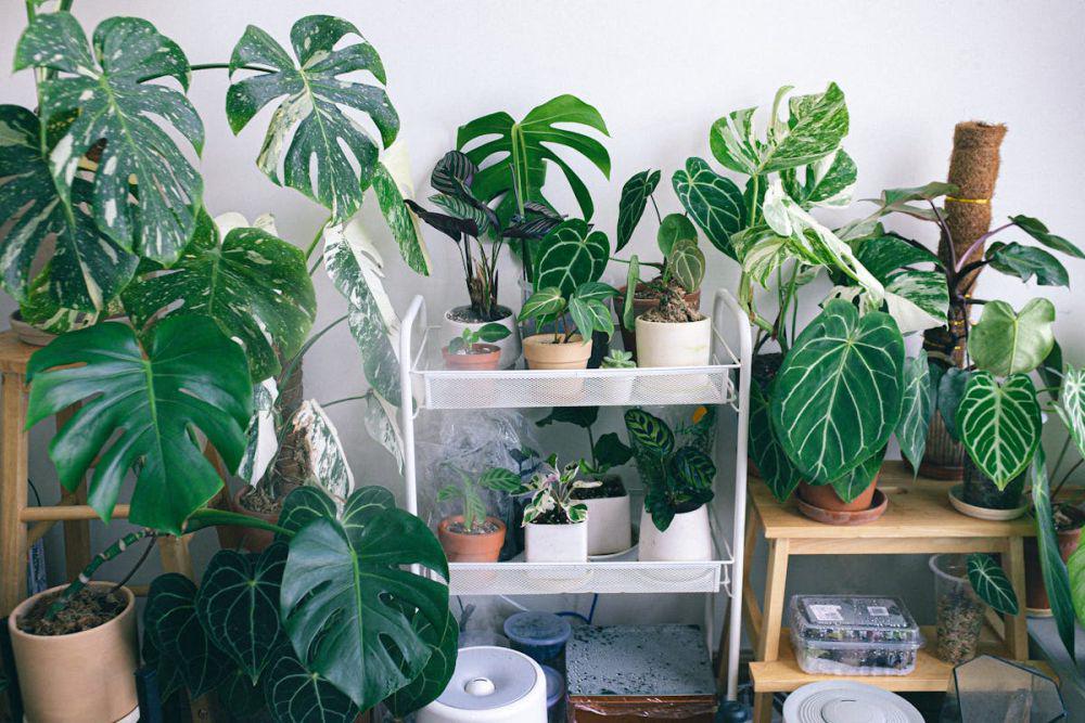 6 Perbedaan Monstera Asli dan KW, Awas Jangan Tertipu!