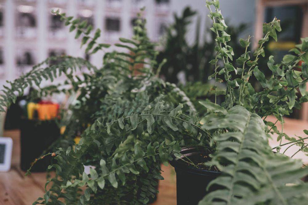 ilustrasi bird’s nest fern (pexels.com/Joshua Mcknight)
