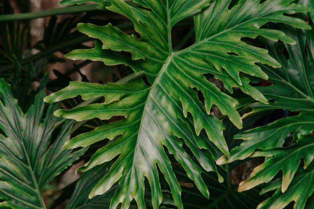 ilustrasi philodendron (pexels.com/Layanne Aguiar)