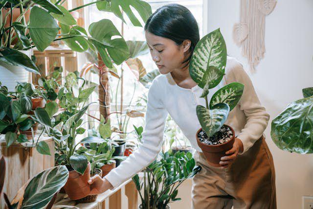 5 Rekomendasi Produk Pendukung Tanaman Indoor di Ruangan AC