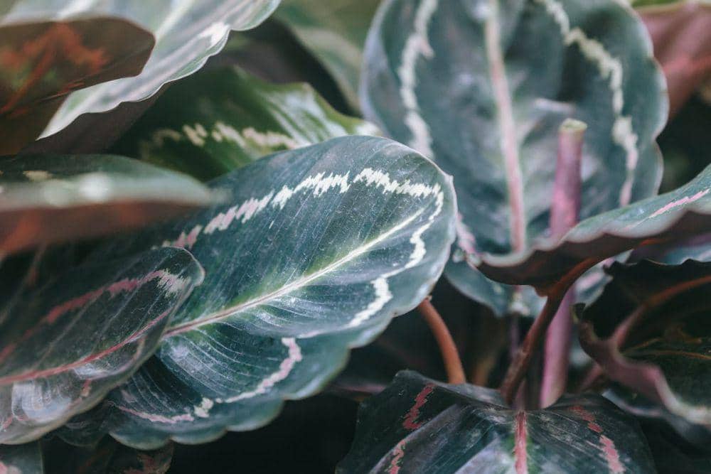 ilustrasi prayer's plant (pexels.com/Teona Swift)
