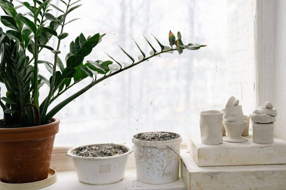Bunga ZZ plan (pexels.com/Yan Krukau)