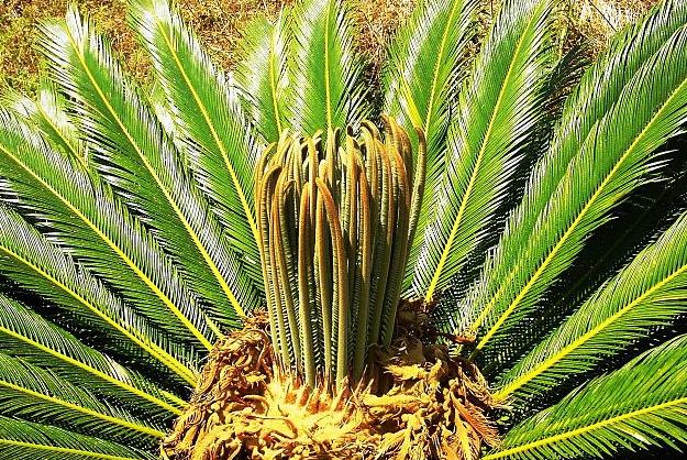 5 Tanaman Purba yang Masih Eksis dan Bisa Dijadikan Hiasan Rumah