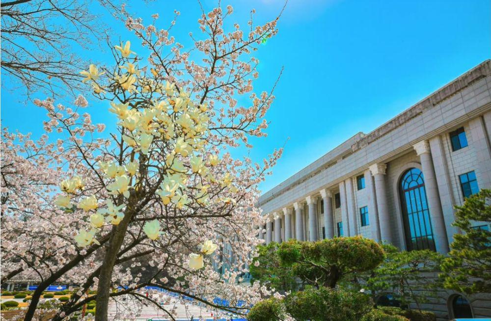 7 Tempat Terbaik Melihat Bunga Sakura di Seoul