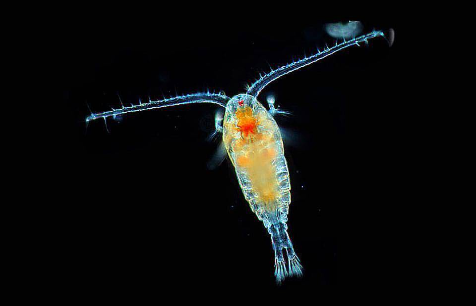 ilustrasi plankton (oceanservice.noaa.gov)