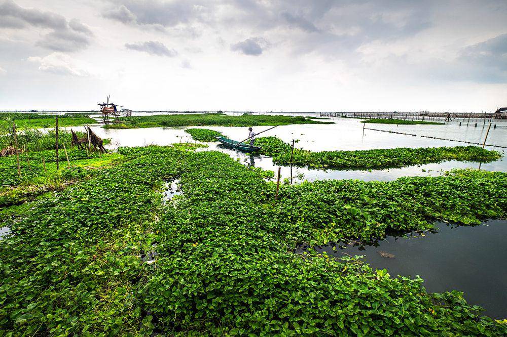 Kangkung di perairan Laguna de Bay (commons.wikimedia.org/FroyR)