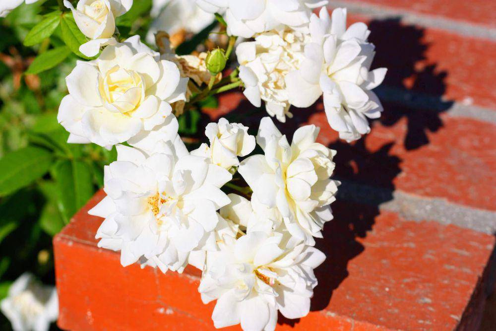ilustrasi tanaman gardenia (freepik.com/wirestock)