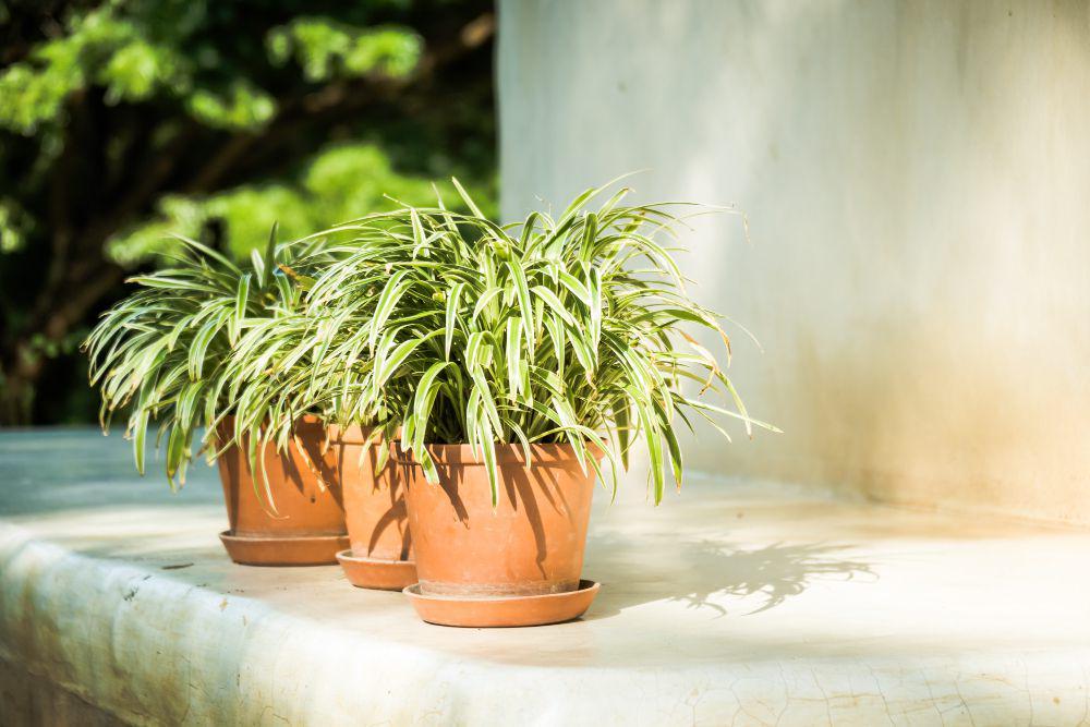 ilustrasi tanaman spider plant (freepik.com/lifeforstock)