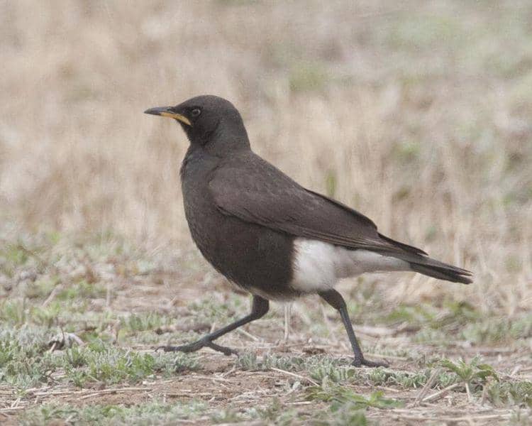 seekor pied starling yang sedang berlarian di padang rumput (commons.wikimedia.org/Lip Kee)