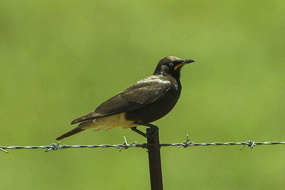 seekor pied starling yang sedang bertengger di pagar pembatas peternakan (commons.wikimedia.org/Francesco Veronesi)