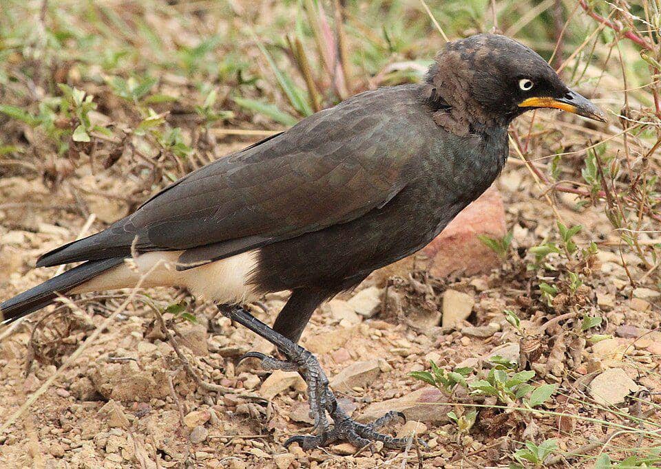 potret pied starling yang sedang mencari individu lain (commons.wikimedia.org/Derek Keats)