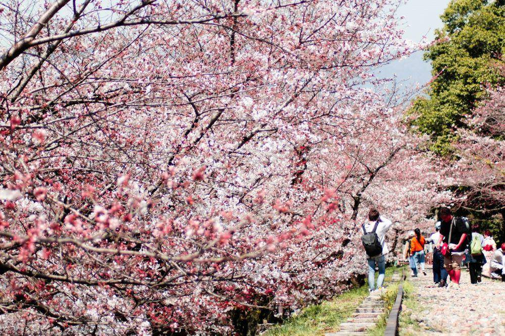ilustrasi pemandangan pohon sakura di Kyoto (unsplash.com/Aleksandra Kurobe)