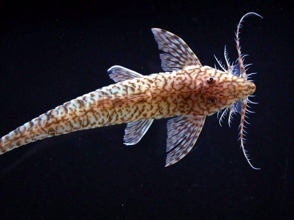 5 Fakta Ikan Sapu-Sapu, Tahan Perubahan Iklim