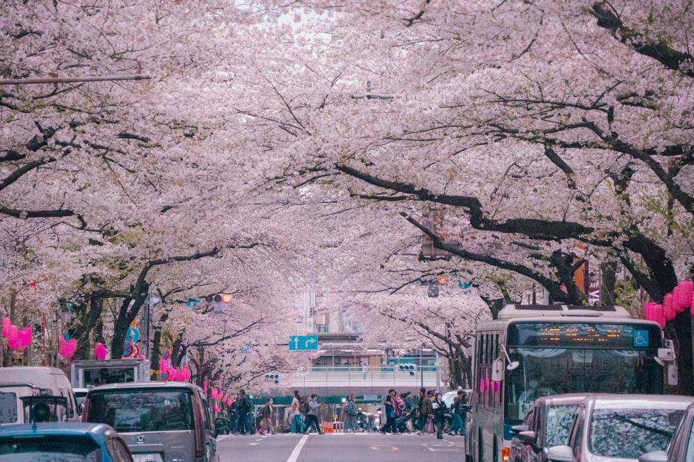 ilustrasi pemandangan pohon sakura di Tokyo (unsplash.com/Huang Lin)