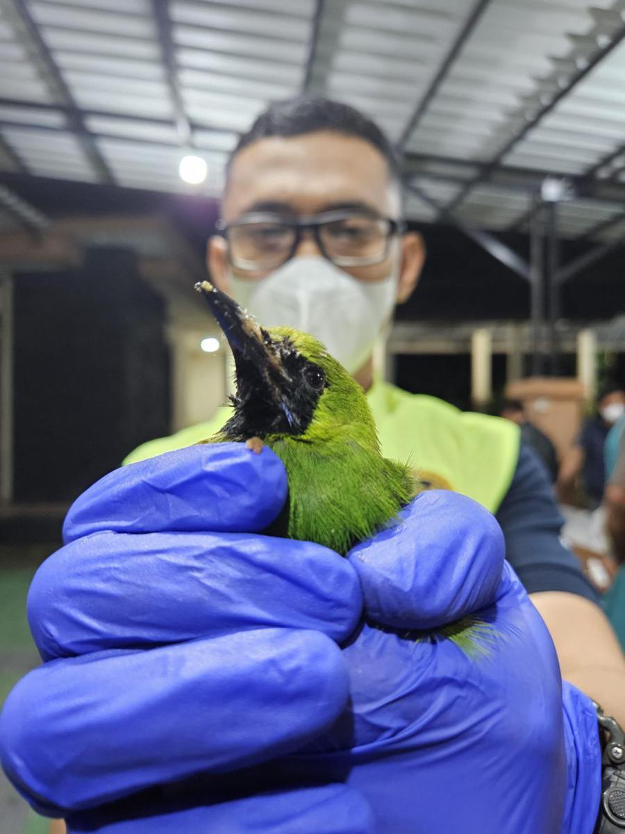 Penyelundupan Ratusan Burung Dilindungi Digagalkan di Bakauheni