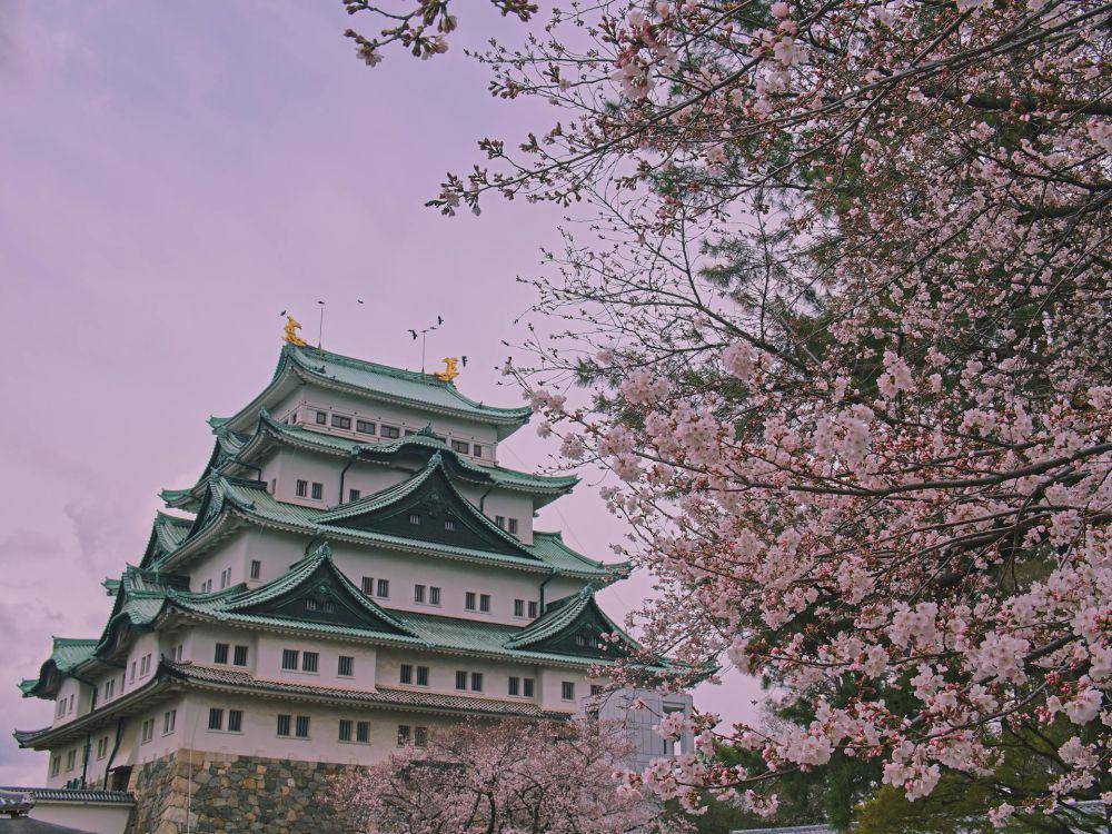 ilustrasi pemandangan pohon sakura di Nagoya (unsplash.com/Casia Charlie)