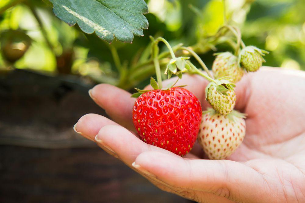 Ilustrasi tanaman stroberi mini (pexels.com/strawberry)