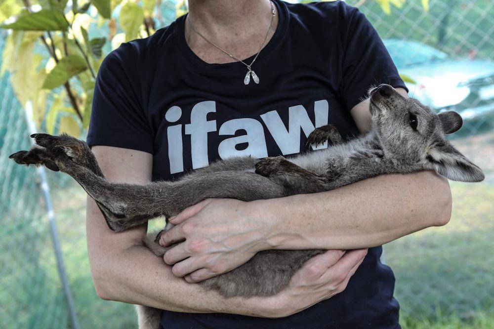 Ilustrasi volunteer satwa liar (pexels.com/International Fund for Animal Welfare)