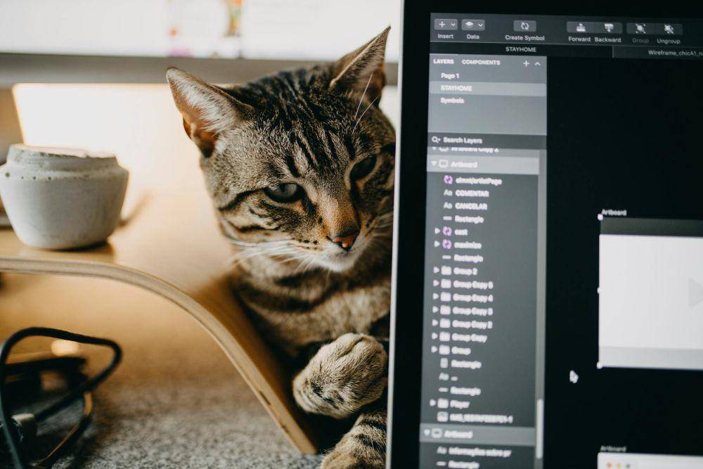 ilustrasi kucing dan laptop (pexels.com/João Jesus)