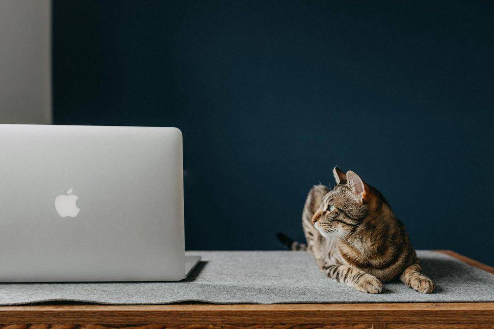 ilustrasi kucing dan laptop (pexels.com/João Jesus)