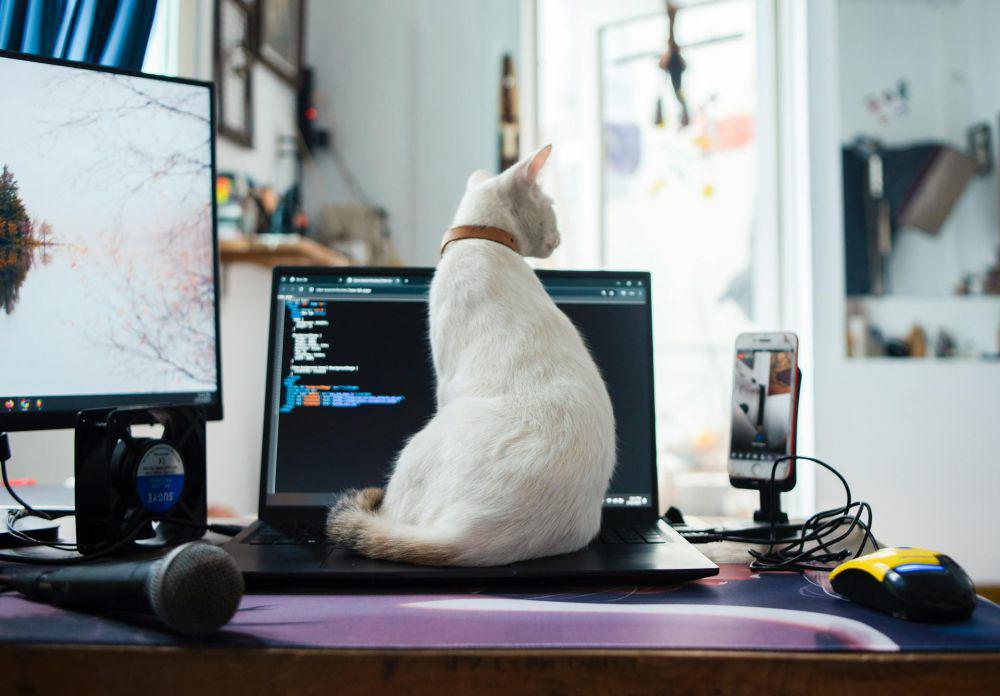 Kenapa Kucing Suka Duduk di Atas Laptop?