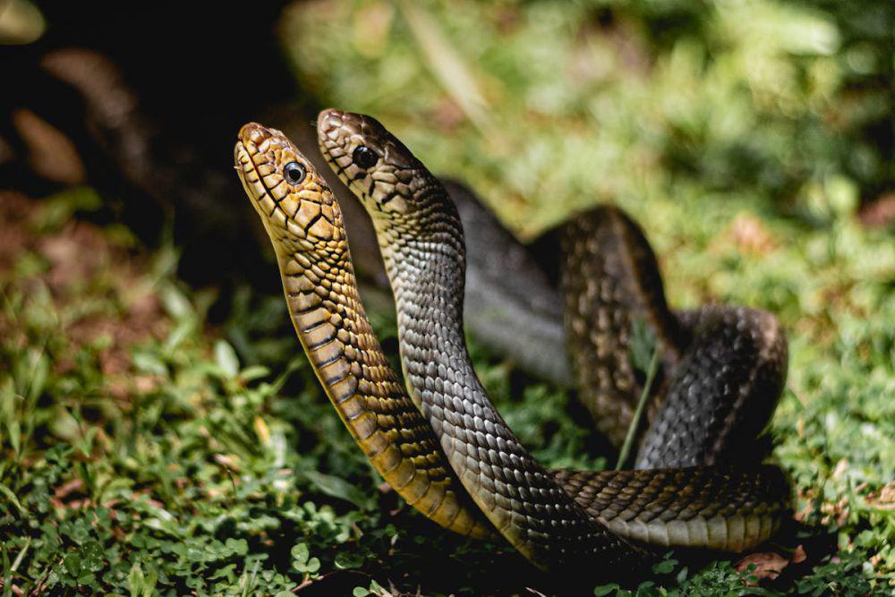 Waspada! Ini 5 Ular yang Sering Masuk Pemukiman Manusia