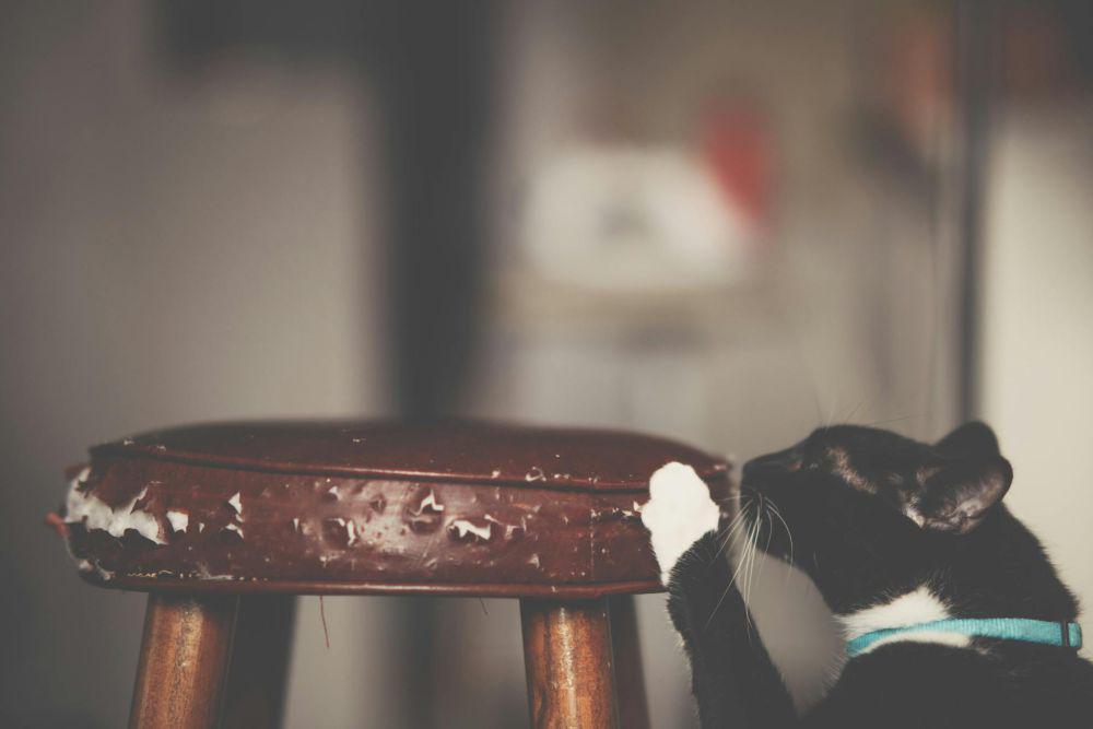 5 Tips Mengatasi Kucing yang Suka Menggaruk Perabotan