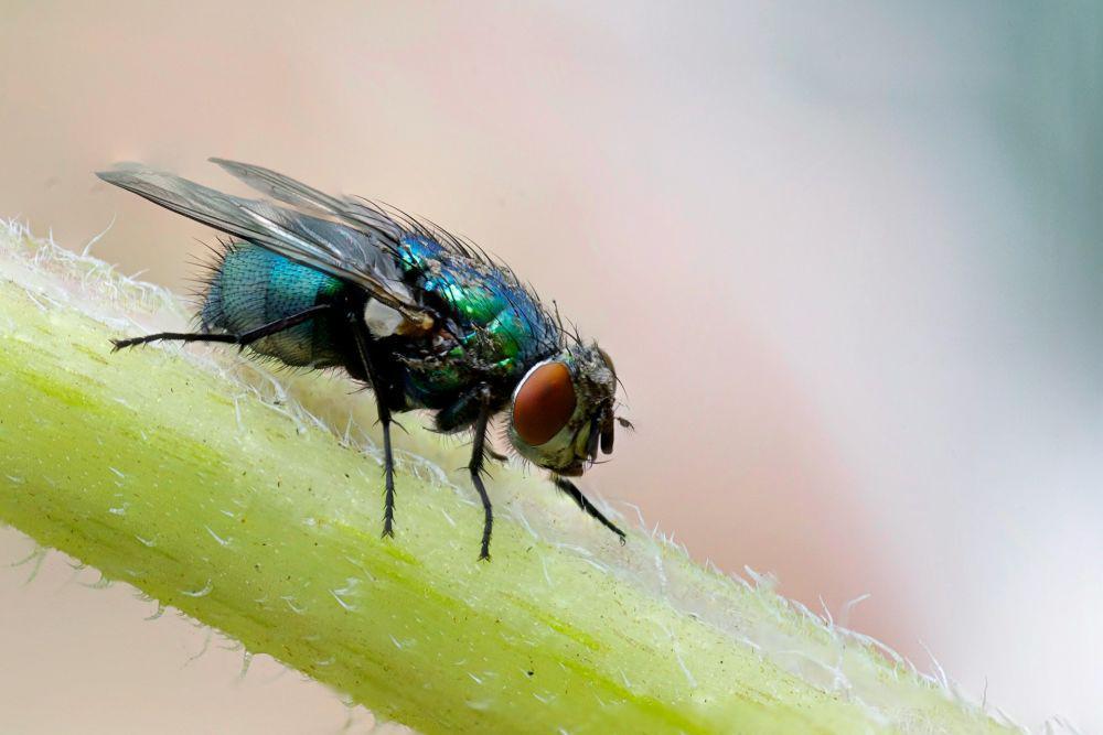 Meksiko Laporkan Kasus Myiasis Pertama pada Manusia akibat Screwworm