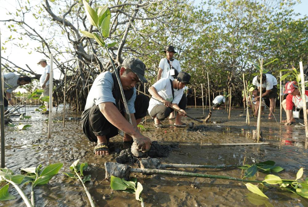 PT Vale bekerja sama dengan masyarakat Luwu Timur untuk menanam 7.000 bibit mangrove (vale.com)