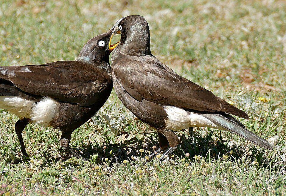 pasangan pied starling yang sedang saling memberi makan (commons.wikimedia.org/Bernard DUPONT)