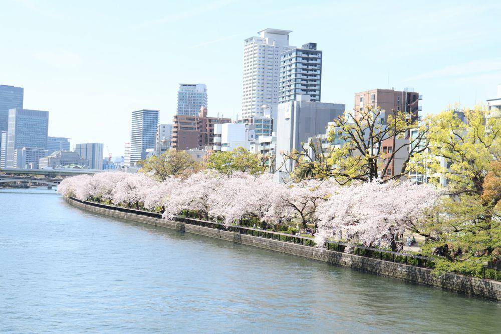 ilustrasi pemandangan pohon sakura di Osaka (unsplash.com/ さいとう/ saitousai)