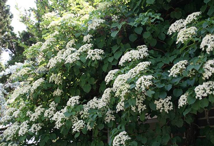 ilustrasi hydrangea petiolaris  (commons.wikimedia.org/David J. Stang)